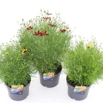 Coreopsis verticillata mixtray
