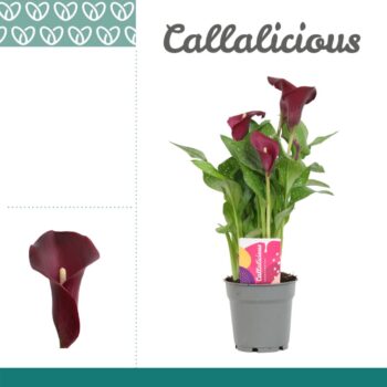 Zantedeschia Red