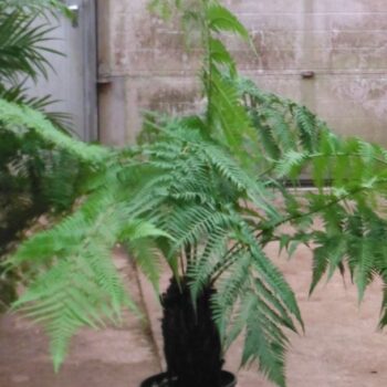 Dicksonia Antarctica