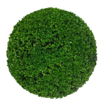 Buxus sempervirens