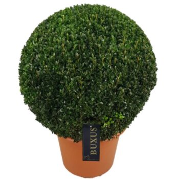 Buxus sempervirens