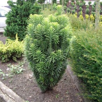 Cephalotaxus harringtonii 'Fastigiata'