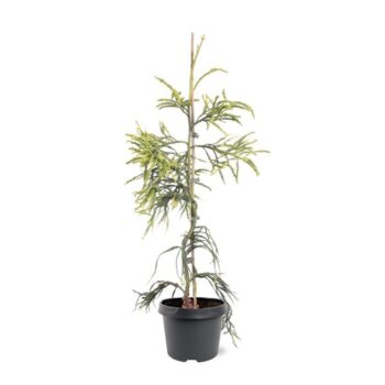 Cryptomeria japonica 'Kyara Gold'