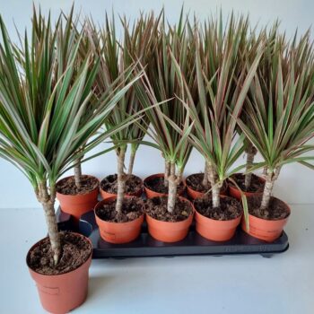 Dracaena Bicolor