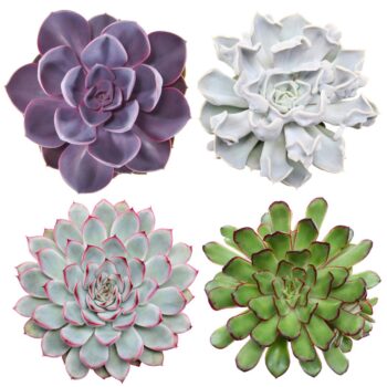 Echeveria mix 12 pearls