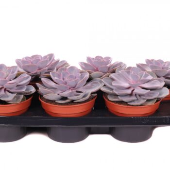 Echeveria Perle von Nürnberg