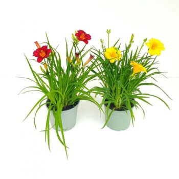 Hemerocallis soorten