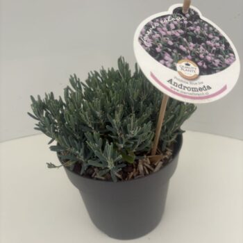 Andromeda polifolia 'Blue Ice'