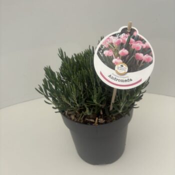 Andromeda polifolia 'Compacta'