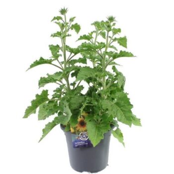 Helianthus Sunbelievable Bro