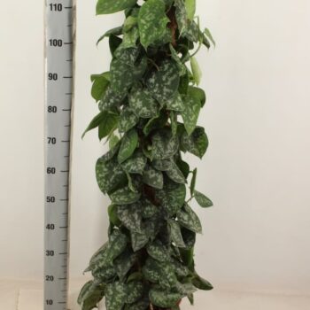 Scindapsus Pictus Trebie