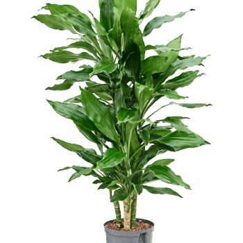 Dracaena fragrans 'Burundii' 45-Carrousel
