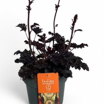 Heuchera 'Indian Summer' Blooming Black