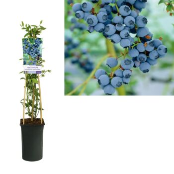 Vaccinium corymbosum goldtraube