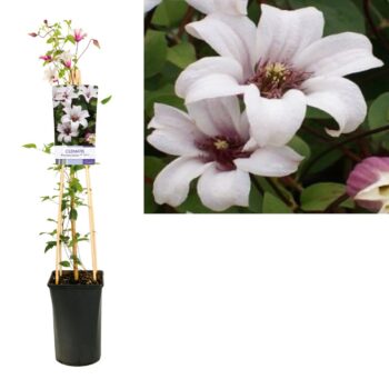 Clematis princess kate