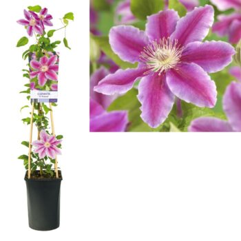 Clematis dr. ruppel
