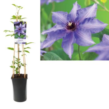 Clematis 'Königskind'
