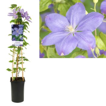 Clematis mrs. cholmondeley