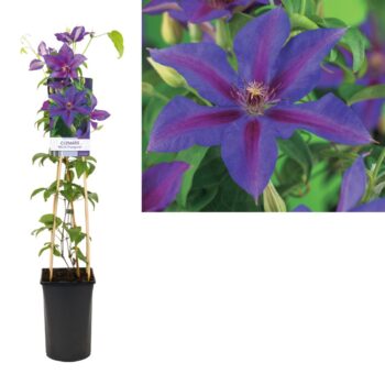 Clematis mrs. n. thompson