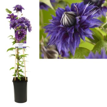 Clematis multi blue