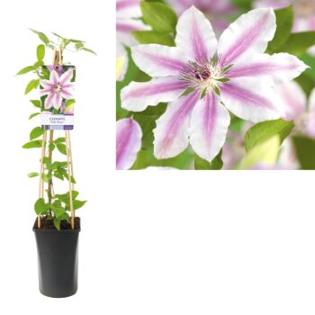 Clematis nelly moser