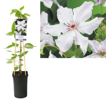 Clematis snow queen