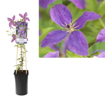 Clematis so many lavender flowers