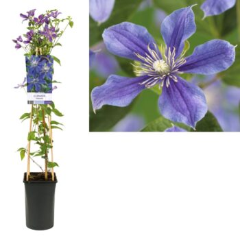 Clematis arabella