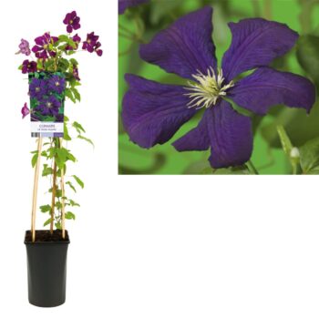 Clematis vit. etoile violette