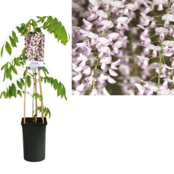 Wisteria floribunda rosea