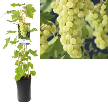 Vitis vroege van der laan