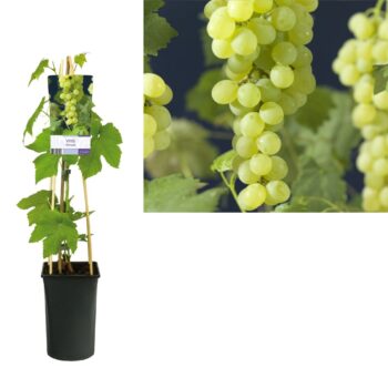 Vitis himrod