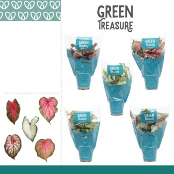 Caladium gemengd in Hoes