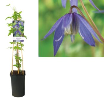 Clematis alpina