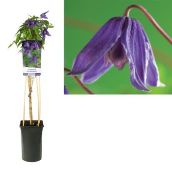 Clematis alp. helsingborg