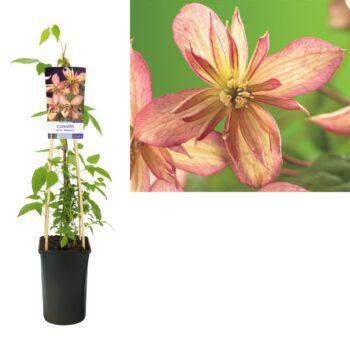 Clematis montana marjorie