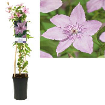 Clematis hagley hybrid