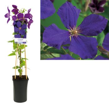 Clematis jackmanii