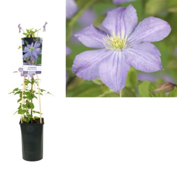 Clematis prince charles