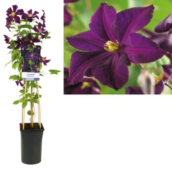 Clematis romantika