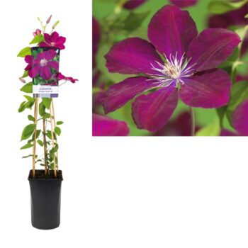 Clematis rouge cardinal