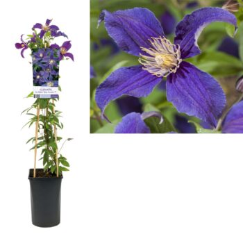 Clematis so many blue flowers