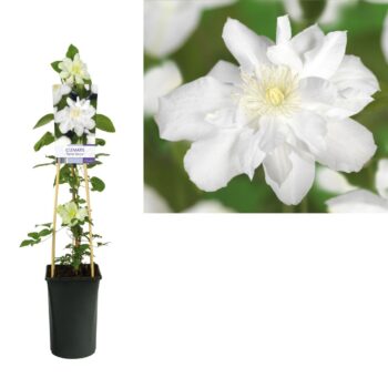 Clematis sylvia denny