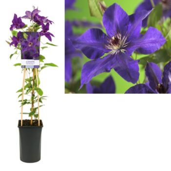 Clematis the president