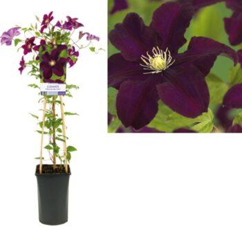 Clematis warszawska nike