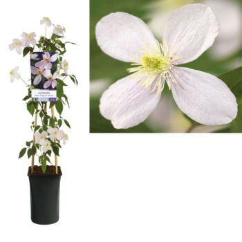 Clematis montana fragrant spring