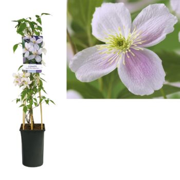 Clematis montana pink perfection