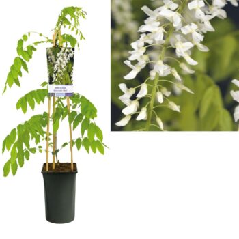 Wisteria floribunda alba