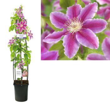Clematis dr. ruppel
