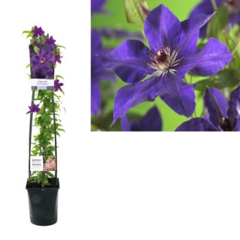 Clematis the president